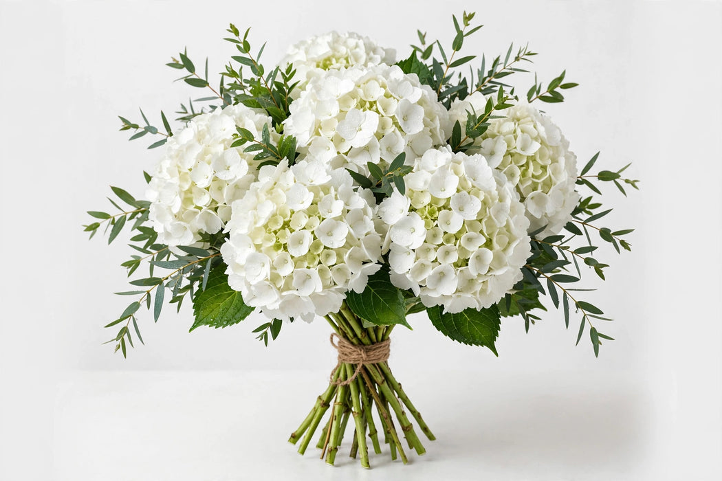 Hydrangea White Premium 30ST/BX