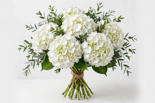 Hydrangea White Premium 30ST/BX