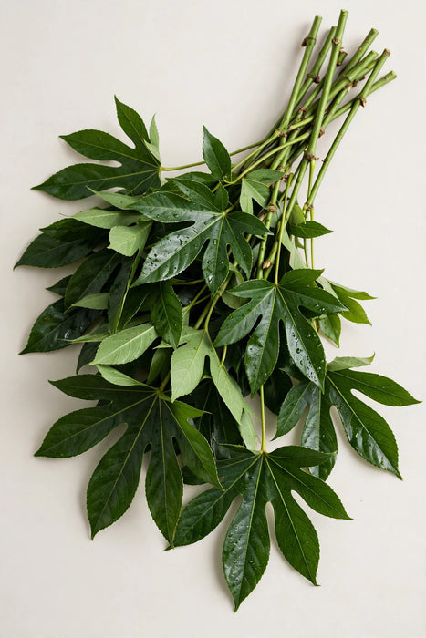 Next Day Delivery - Aralia Green Jr. 50BU/BX