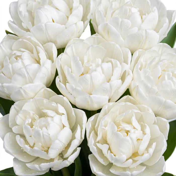 Tulip Collective - Double Galileo 36Cm 34Gram - White - 150 Stems