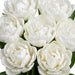 Tulip Collective - Double Galileo 36Cm 34Gram - White - 150 Stems