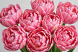 Tulip Collective - Dynasty Super - Pink - 150 Stems