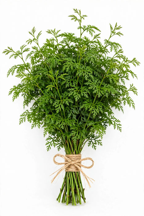 Aralia Green Jr - 20 Bunches/Box