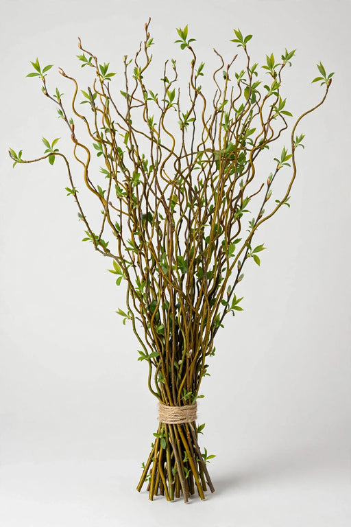 Curly Willow Tips - 4 Bags/In