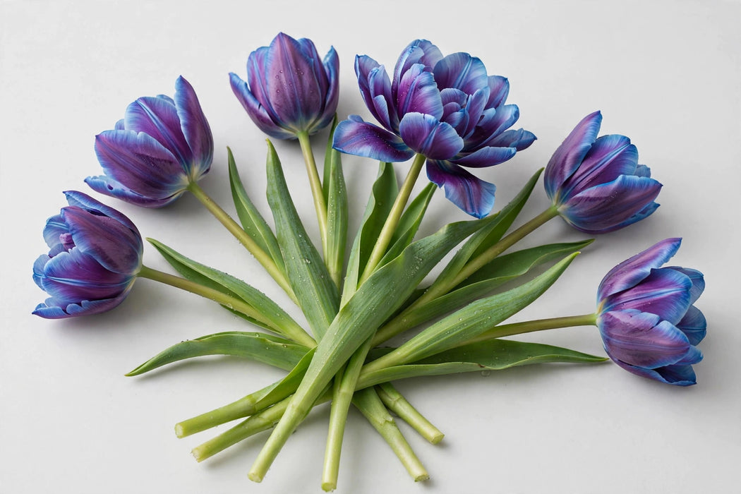 Tulip Collective - Dyed Gypsy Blue 37cm 35gr (50 STEMS / BX)