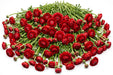 The Ranunculus Collection - Romance Ranunculus Get Lucky Red 30-40CM (100 STEMS / BX)