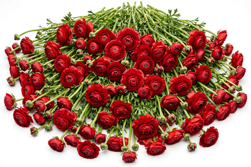 The Ranunculus Collection - Romance Ranunculus Get Lucky Red 30-40CM (100 STEMS / BX)