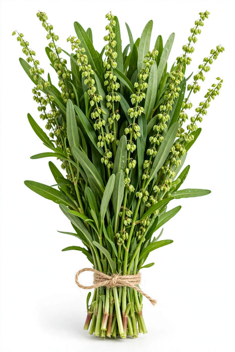 Rumex Green 70cm - 15 Bunches/Box