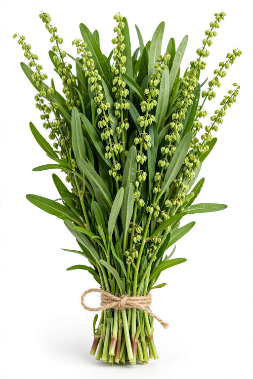 Rumex Green 70cm - 15 Bunches/Box