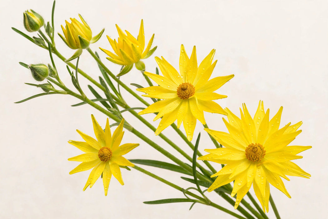 Ranunculus Flower Collection - Butterfly Ranunculus Phytalos Yellow 40-50CM (120 STEMS / BX)