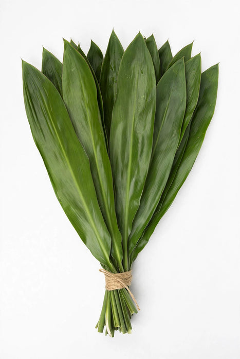 80 Cm Ti Leaves Green - 30 Bunches/Box