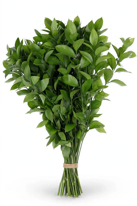 Ruscus Fl. Style 70cm - 80 Bunches/Box