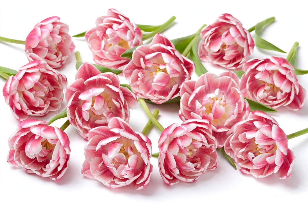 Tulip Collective - Double Columbus 37Cm 35Gr - Bicolor Pink-White - 150 Stems