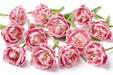 Tulip Collective - Double Columbus 37Cm 35Gr - Bicolor Pink-White - 150 Stems
