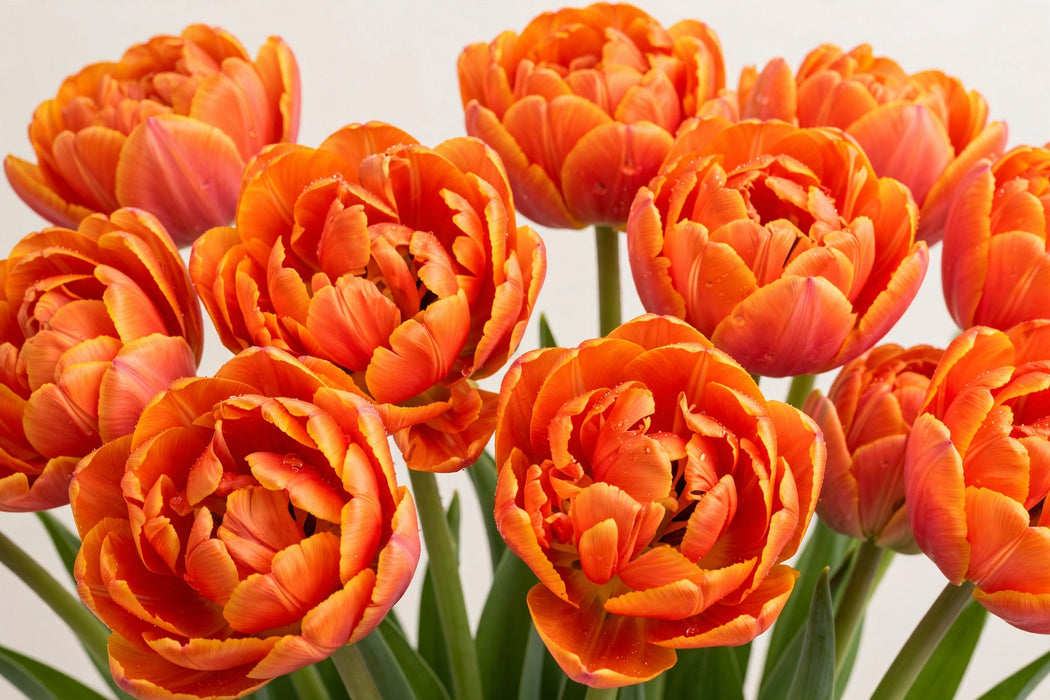 Tulip Collective - Double Icoon Ex - Orange - 150 Stems