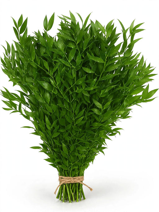Ruscus Italian 200 Gr - 50 Bunches/Box