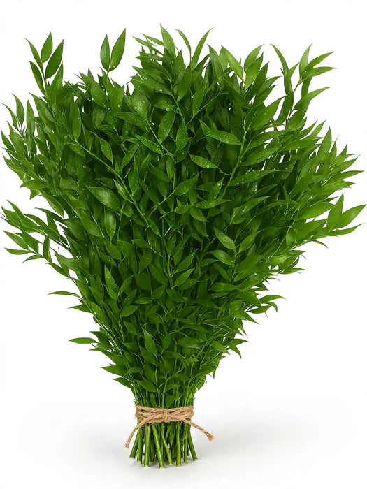 Ruscus Italian 200 Gr - 50 Bunches/Box