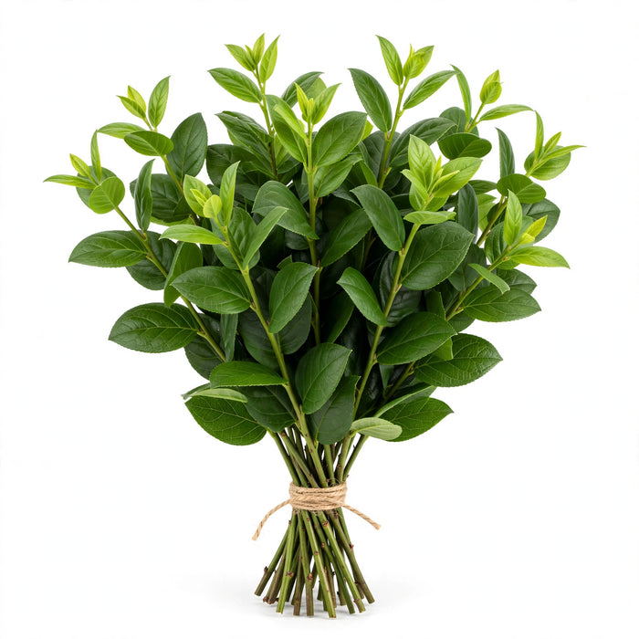 Salal Tips 25BU/BX