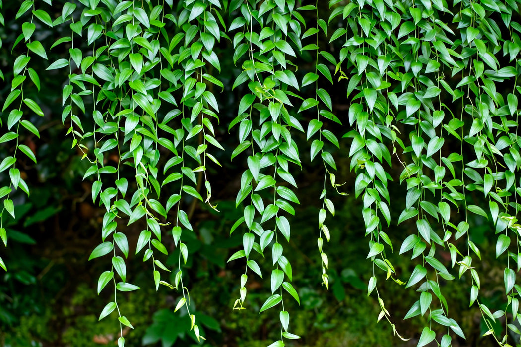 Next Day Delivery - ASPARAGUS ASPARAGOIDES (SMILAX ECUADOR) 100cm 10st - Green - 60 Stems [Limited]