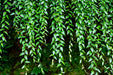 Next Day Delivery - ASPARAGUS ASPARAGOIDES (SMILAX ECUADOR) 100cm 10st - Green - 60 Stems [Limited]