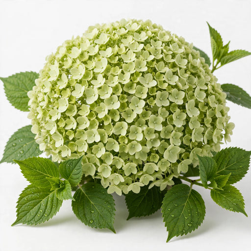 Hydrangea Classic My Matcha 50CM 16CM - Light Green - 10 Stems