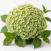 Hydrangea Classic My Matcha 50CM 16CM - Light Green - 10 Stems