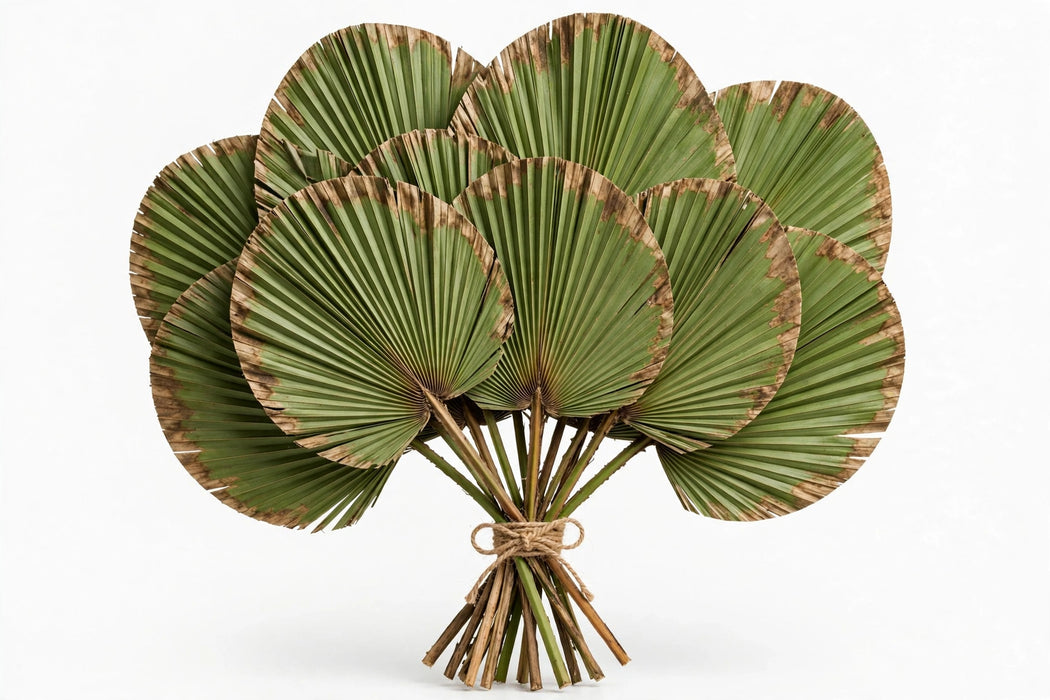 Dried Palm Round Natural - 40 Bunches/Box
