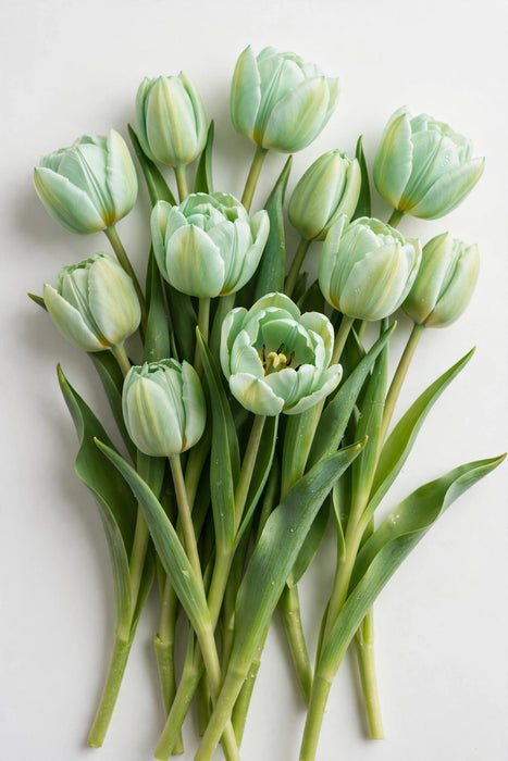 Tulip Collective - Dyed Mojito 37cm 35gr (50 STEMS / BX)
