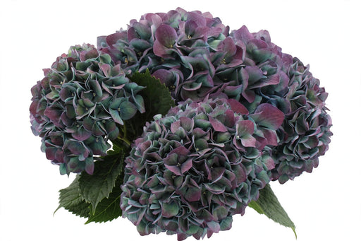 Hydrangea Classic Pimpernel Aubergine 80CM 22CM - Bicolor Blue/Purple - 30 Stems