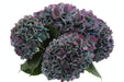 Hydrangea Classic Pimpernel Aubergine 100CM 24CM - Bicolor Blue/Purple - 20 Stems