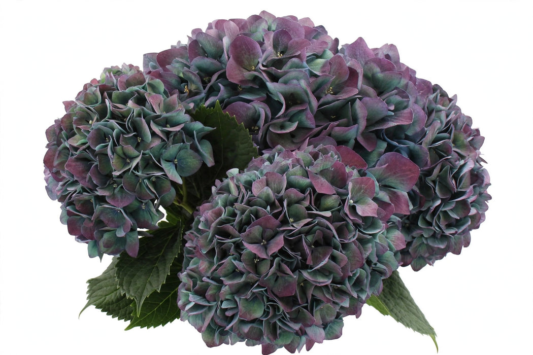 Hydrangea Classic Pimpernel Aubergine 60CM 22CM - Bicolor Blue/Purple - 20 Stems