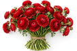 The Ranunculus Collection - Romance Ranunculus Get Lucky Red 40-50CM (100 STEMS / BX)