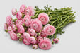 The Ranunculus Collection - Romance Ranunculus Seine Pink 50-60CM (100 STEMS / BX)