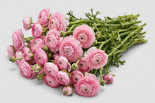 The Ranunculus Collection - Romance Ranunculus Seine Pink 50-60CM (100 STEMS / BX)