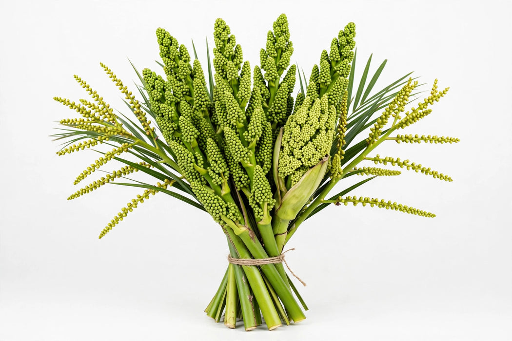 Palm Buds - 25 Buds/Bund