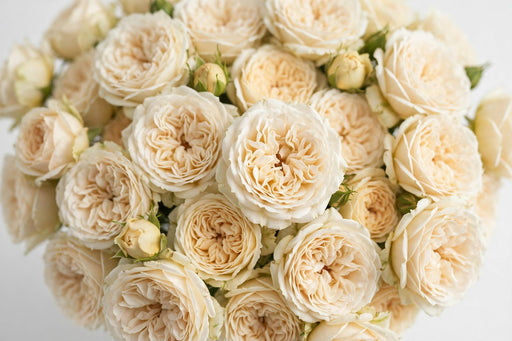 Next Day Delivery - ROSE BEATRICE 45cm 5,5cm 12st - Cream - 48 Stems [LIMITED]