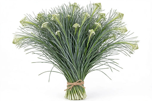 Beargrass - 20 Bunches/Box