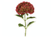 Hydrangea Classic Royal Anastasia Red 80CM 20CM - Bicolor Red/Green - 20 Stems