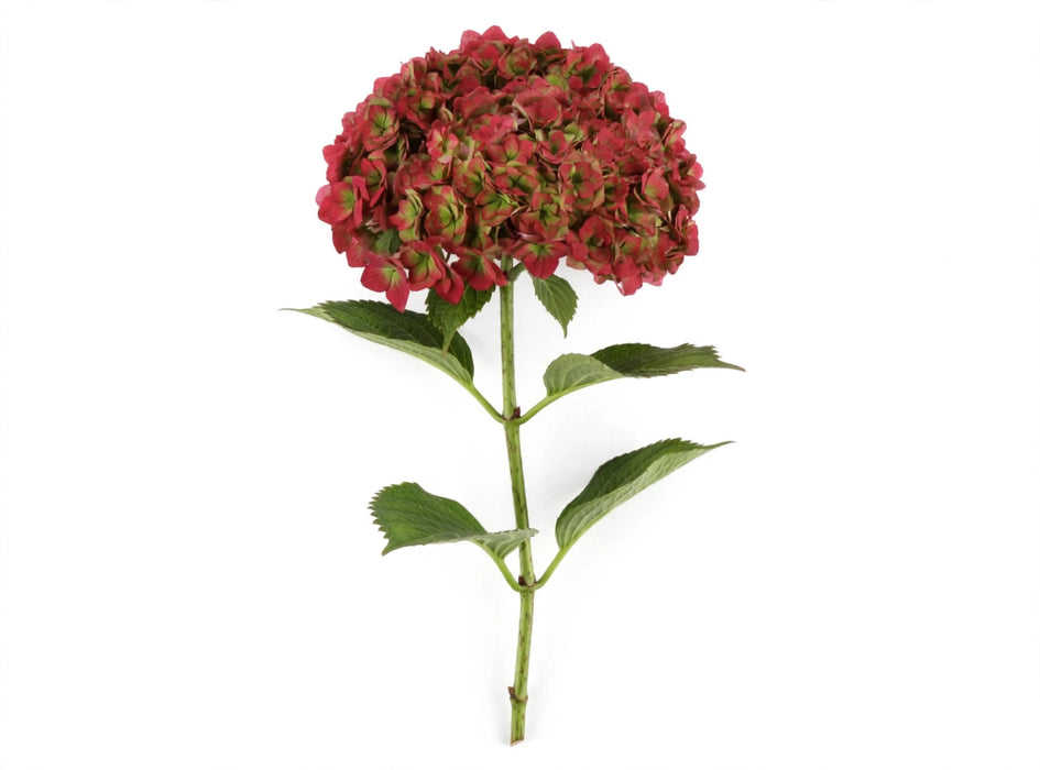 Hydrangea Classic Royal Anastasia Red 80CM 20CM - Bicolor Red/Green - 20 Stems