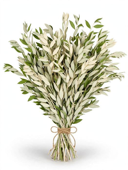 Dried Ruscus Italian Bleached - 30 Bunches/Box