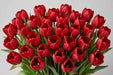 Tulip Collective - Ile De France 37Cm 34Gram - Red - 150 Stems