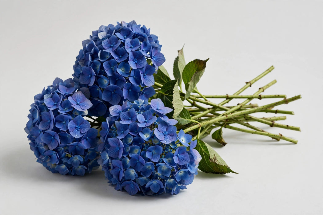 Premier Hydrangea Collection - Hydrangea Blue Premium 30STM/BX