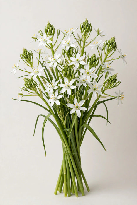 Next Day Delivery - Stars Of Bethlehem 60CM 150ST/BX