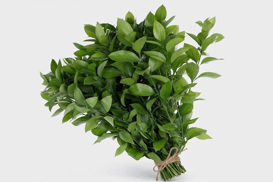 Ruscus Fl. Style 70cm - 40 Bunches/Box