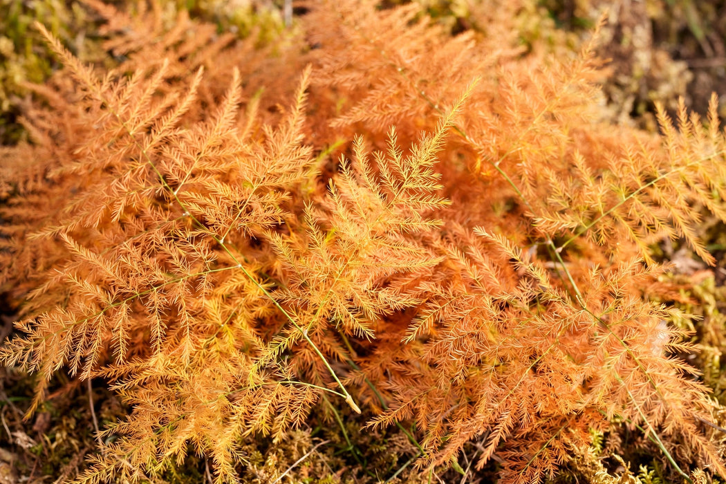 Next Day Delivery - PLUMOSUM 50cm 10st X100 - Orange - 100 Stems [Limited]