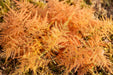Next Day Delivery - PLUMOSUM 50cm 10st X100 - Orange - 100 Stems [Limited]