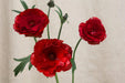 Ranunculus Flower Collection - Butterfly Ranunculus Hades Red 60-70CM (120 STEMS / BX)