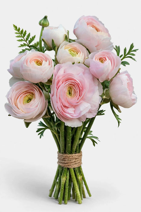 Ranunculus Blush 40cm - 120 Stems/Box