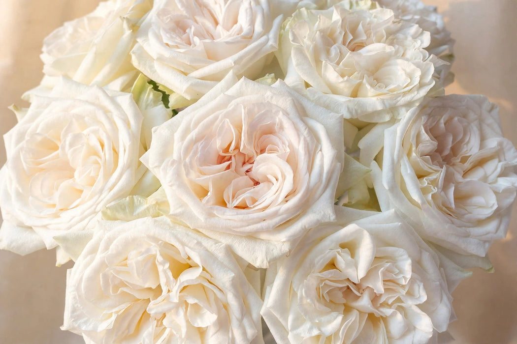 Next Day Delivery - ROSE WHITE O'HARA 50cm 7cm 25st - White - 100 Stems [Limited]