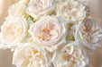Next Day Delivery - ROSE WHITE O'HARA 50cm 7cm 25st - White - 100 Stems [Limited]